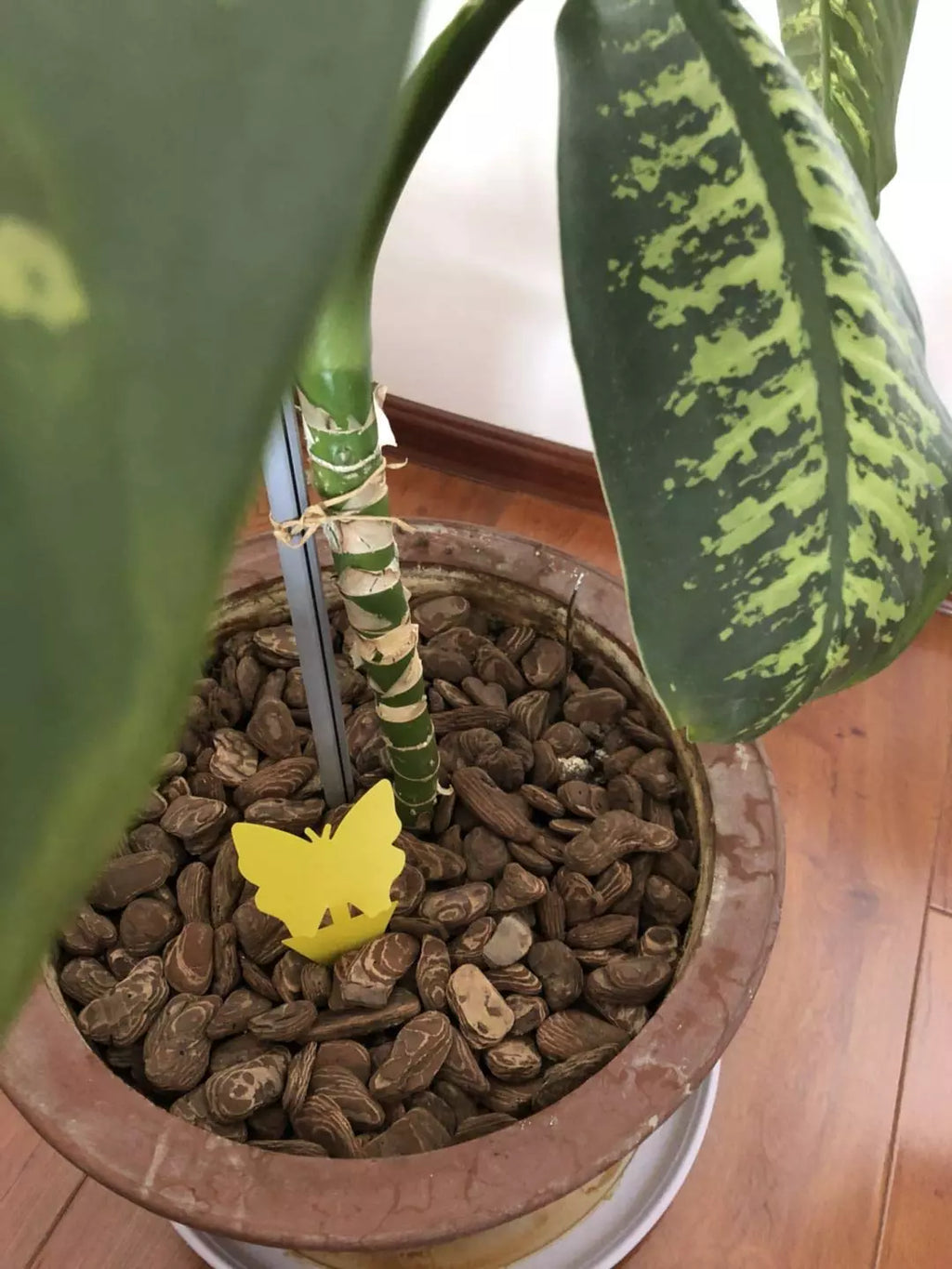 Flugfälla för små insekter i Blomkrukor 10-pack